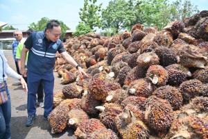 “ค้าภายใน” ลงพื้นที่พบเกษตรกรปาล์ม ย้ำส่งออกยังคล่องตัว ดันใช้ B20 เพิ่ม โรงสกัดต้องให้ราคาเพิ่มตามคุณภาพ ไม่มีติดคิว หนุนราคาปาล์มขยับ เกษตรกรมั่นใจสถานการณ์คลี่คลาย