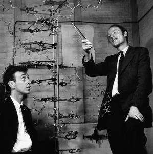 แผ่นอะลูมิเนียมที่วัตสันและคริกใช้แทนเบสทั้งสี่ในแบบจำลอง DNA / ภาพ : Science & Society Picture Library