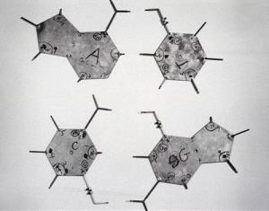 แผ่นอะลูมิเนียมที่วัตสันและคริกใช้แทนเบสทั้งสี่ในแบบจำลอง DNA / ภาพ : Science & Society Picture Library