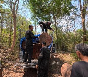 น่าเสียดาย!ป่าไม้บุกจับคาป่าฯชาติตระการ กระบะขนประดู่ยักษ์แค่ 3 ท่อนแทบล้นขอบคอกเหล็ก แถมซุกรออีก 4 ท่อน