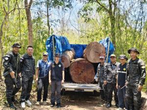 น่าเสียดาย! ป่าไม้บุกจับคาป่าฯชาติตระการ กระบะขนประดู่ยักษ์แค่ 3 ท่อนแทบล้นขอบคอกเหล็ก แถมซุกรออีก 4 ท่อน