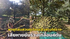 (คลิป) ชาวสวนสะอื้น! พายุฤดูร้อนถล่มสวนทุเรียนเสิงสาง โคราช เสียหายยับร่วงเกลื่อนกว่า 4 ตัน
