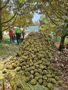 (คลิป) ชาวสวนสะอื้น! พายุฤดูร้อนถล่มสวนทุเรียนเสิงสาง โคราช เสียหายยับร่วงเกลื่อนกว่า 4 ตัน