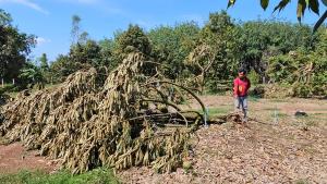 ชาวสวนทุเรียนนครพนม น้ำตาตกใน พายุฤดูร้อนถล่ม เสียหายยับ! มูลค่านับล้านบาท