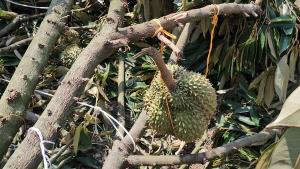 ชาวสวนทุเรียนนครพนม น้ำตาตกใน พายุฤดูร้อนถล่ม เสียหายยับ! มูลค่านับล้านบาท