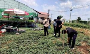 นักวิจัย-วว.ลงพื้นที่ที่ฟาร์มฯ