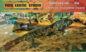 สวนสัตว์พาต้าเศร้า ถูกโจรแสบงัดตู้ขโมย "กิ้งก่าจระเข้-ซาลาแมนเดอร์" สัตว์หายาก 2 ชีวิต เผยดำเนินคดีถึงที่สุด