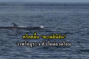 ต่อหน้าเจ้าหน้าที่ วาฬโอมูระ 4 ตัว ว่ายน้ำ อวดโฉมกลางทะเลสิมิลัน