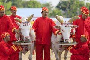 เกษตรฯ ซ้อมใหญ่พระราชพิธีพืชมงคล 2569 ย้ำความพร้อมก่อนวันไถหว่าน 13 พ.ค.