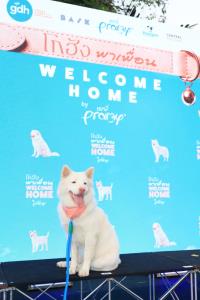 GDH จัดงาน “โกฮัง..พาเพื่อน Welcome Home by Pramy”  สร้างปรากฏการณ์ความฮีลใจ  ส่งมอบน้องหมาจรสู่บ้านที่อบอุ่น