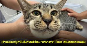 เจ้าของแมวรู้เท่าไม่ถึงการณ์! ป้อน "ยาพาราฯ" ให้แมว 1 เม็ดหวังให้หายป่วย เสี่ยงอัตรายตายเฉียบพลัน