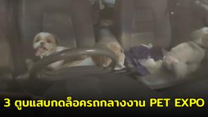นาทีระทึก! 3 ตูบแสบกดล็อกรถกลางงาน PET EXPO ทำพ่อแม่หน้าเหวอ เจ้าหน้าที่รุมช่วยวุ่น