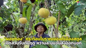 “ผอบทอง” กระท้อนโบราณของดีเมืองสตูล เปิดสวนรับต้นฤดู หวานละมุนจนส่งออกนอก