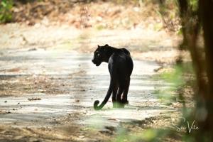 “อุทยานฯ แก่งกระจาน” เผยภาพนาทีหายาก! เสือดำพลอดรักกลางถนน สะท้อนสัตว์ป่ามั่นใจความปลอดภัย-ป่าสมบูรณ์