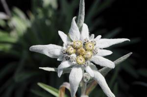 ภาพดอก Edelweiss จาก Creative Commons