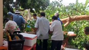 (คลิป)นาทีชีวิต! กิ่งโพธิ์ยักษ์อายุกว่า 100 ปีหักทับศรัทธางานทำบุญกลางวัดดังสารภี เชียงใหม่ เจ็บ 6 สาหัส 3