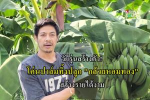 วัยรุ่นสร้างตัว! หนุ่มกระบี่ล้มสวนปาล์มราคาแกว่ง หันปลูก "กล้วยหอมทอง" สร้างรายได้เพิ่ม 2-3 เท่า