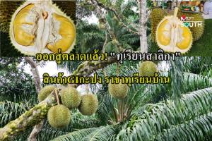 ออกสู่ตลาดแล้ว “ทุเรียนสาลิกา” ราชาทุเรียนบ้านเบอร์หนึ่งของภาคใต้ เกษตรกรเตรียมเปิดสวน ชม ชิม ช้อป