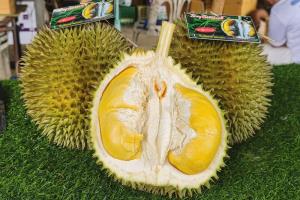 ออกสู่ตลาดแล้ว “ทุเรียนสาลิกา” ราชาทุเรียนบ้านเบอร์หนึ่งของภาคใต้ เกษตรกรเตรียมเปิดสวน ชม ชิม ช้อป