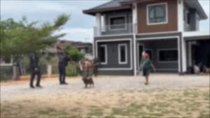 (คลิป) ทาสยาสุมหัวเสพเจอ ตร.บุกหนีไม่ทันเพื่อน คลั่งถือปืน-ประกาศสู้ตาย เจอเรียกเมียมาทิ้งอาวุธมอบตัวทันที