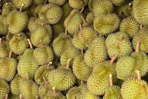 ทุเรียนชุมพร ออกสู่ตลาดกว่า 3.3 แสนตันในปีนี้ ด้าน มังคุด เงาะ ทยอยออกสู่ตลาดต่อเนื่องตลอดปี