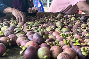 ทุเรียนชุมพร ออกสู่ตลาดกว่า 3.3 แสนตันในปีนี้ ด้าน มังคุด เงาะ ทยอยออกสู่ตลาดต่อเนื่องตลอดปี