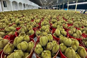 ทุเรียนชุมพร ออกสู่ตลาดกว่า 3.3 แสนตันในปีนี้ ด้าน มังคุด เงาะ ทยอยออกสู่ตลาดต่อเนื่องตลอดปี