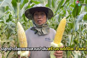 สองผัวเมียชาวตรังปลูกข้าวโพดแซมพื้นที่ว่างสร้างรายได้งดงามปีละกว่า 3 แสนบาท
