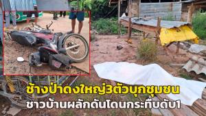ระทึก! ช้างป่าดงใหญ่ 3 ตัวบุกชุมชน ปธ.เครือข่ายฯนำทีมเข้าผลักดัน โดนช้างกระทืบ-งาแทงซ้ำดับสลด