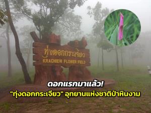 ดอกแรกมาแล้ว! "ทุ่งดอกกระเจียว" อุทยานแห่งชาติป่าหินงาม จังหวัดชัยภูมิ