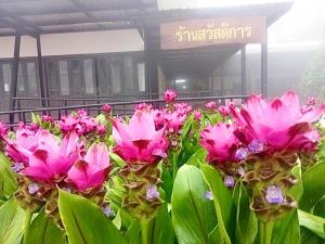 ดอกแรกมาแล้ว! "ทุ่งดอกกระเจียว" อุทยานแห่งชาติป่าหินงาม จังหวัดชัยภูมิ