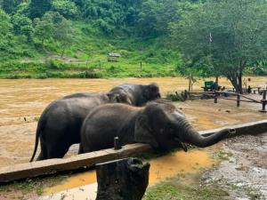 บ้านช้างตระกูล “อพยพช้างขึ้นที่สูง” หนีน้ำป่า หลัง “น้ำแม่แตง” เพิ่มสูงขึ้นอย่างรวดเร็ว